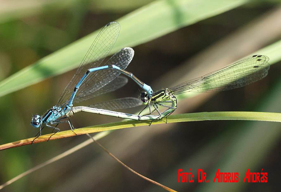 Coenagrion puella - azúrkék légivadász Coenagrion puella - azúrkék légivadász