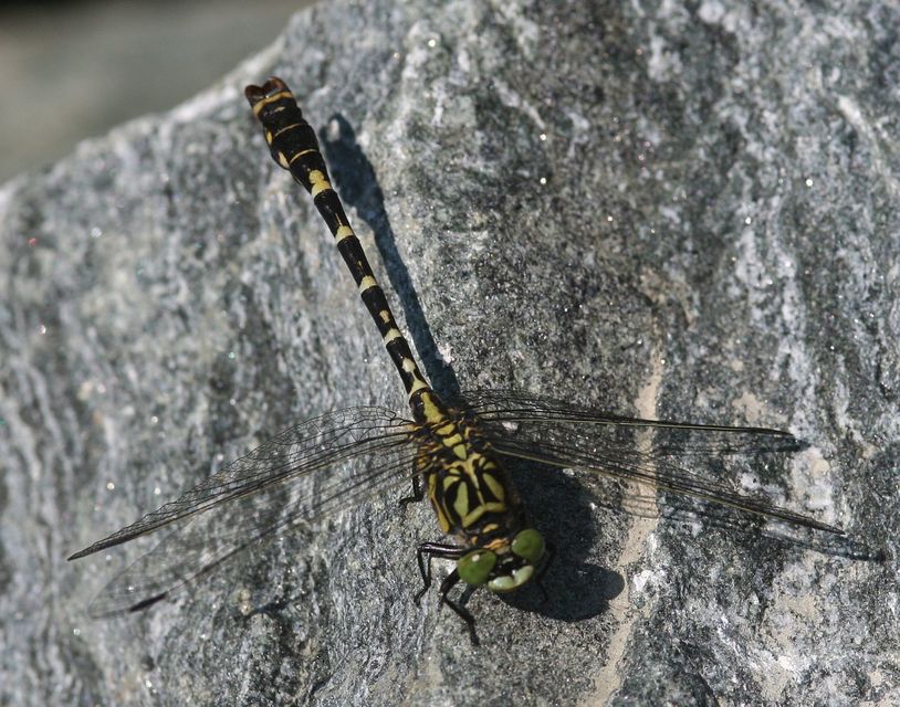 Onychogomphus forcipatus - gyűrűs folyami-szitakötő