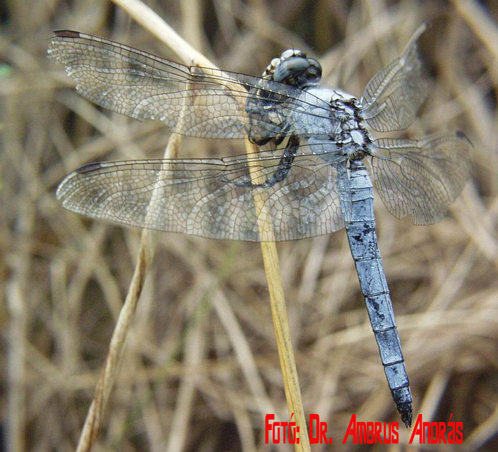 Orthetrum brunneum - pataki pásztorszitakötő
