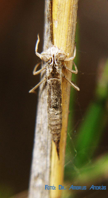 Coenagrion ornatum - díszes légivadász Coenagrion ornatum - díszes légivadász