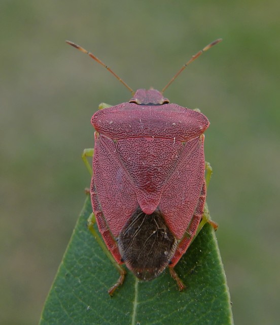 Palomena prasina - zöld bogyómászó-poloska Palomena prasina - zöld bogyómászó-poloska