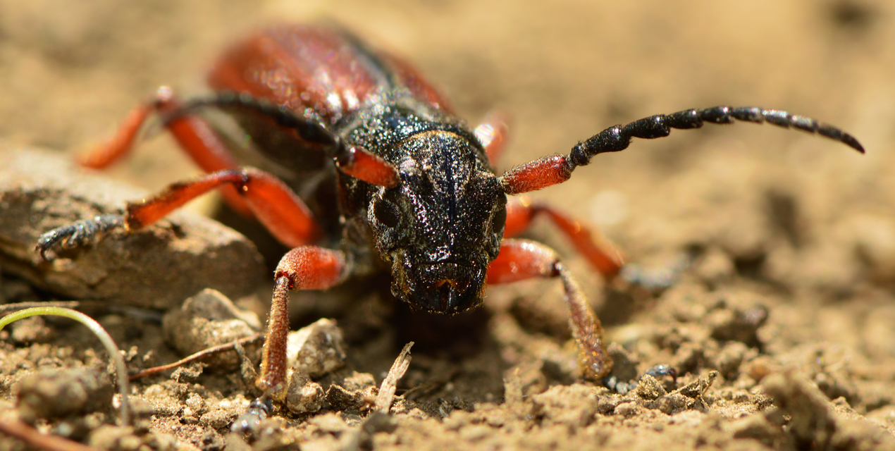 Dorcadion fulvum - barna gyalogcincér