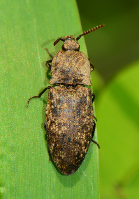 Agrypnus murinus - egérszínű pikkelyespattanó