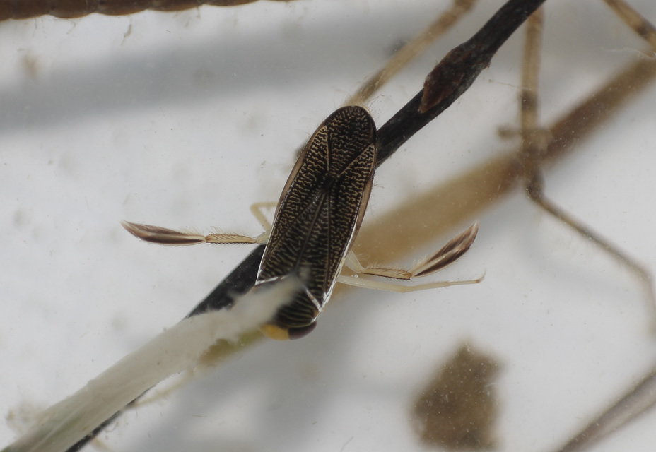 Corixidae - búvárpoloskák Corixidae - búvárpoloskák