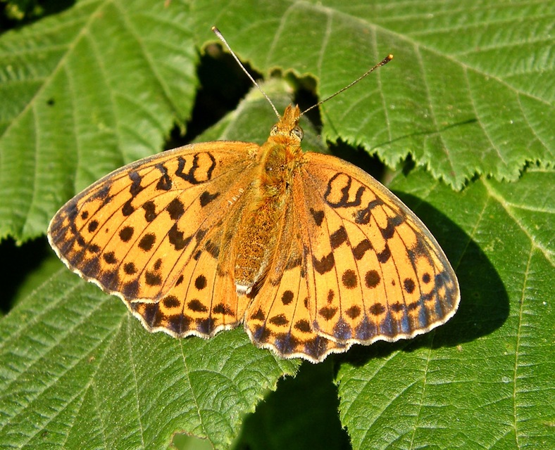 Brenthis daphne - málna-gyöngyházlepke
