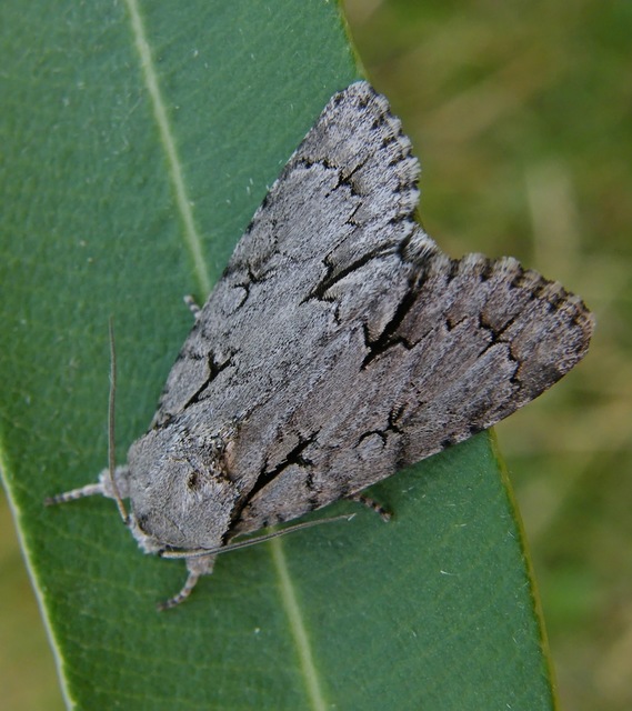 Acronicta tridens - barnás szigonyosbagoly