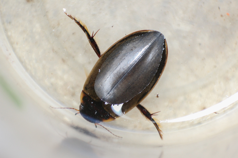 Colymbetes fuscus - gyakori recéscsíkbogár