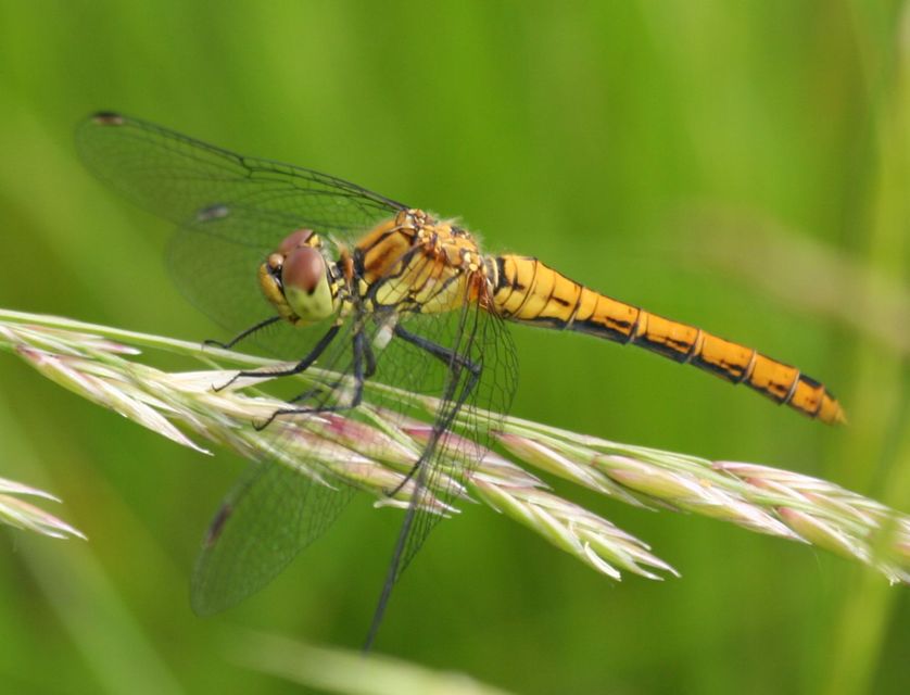 Sympetrum sanguineum - vörös katona-szitakötő