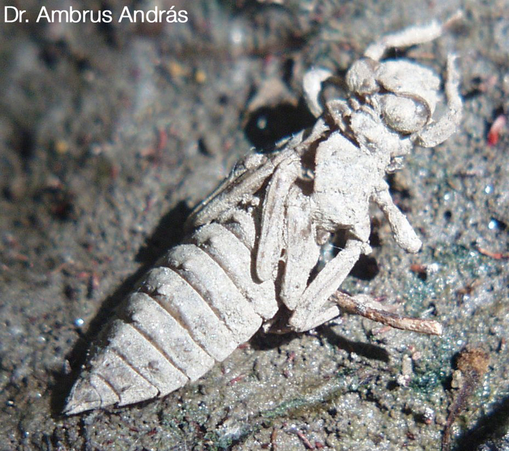 Ophiogomphus cecilia - zöld folyami-szitakötő