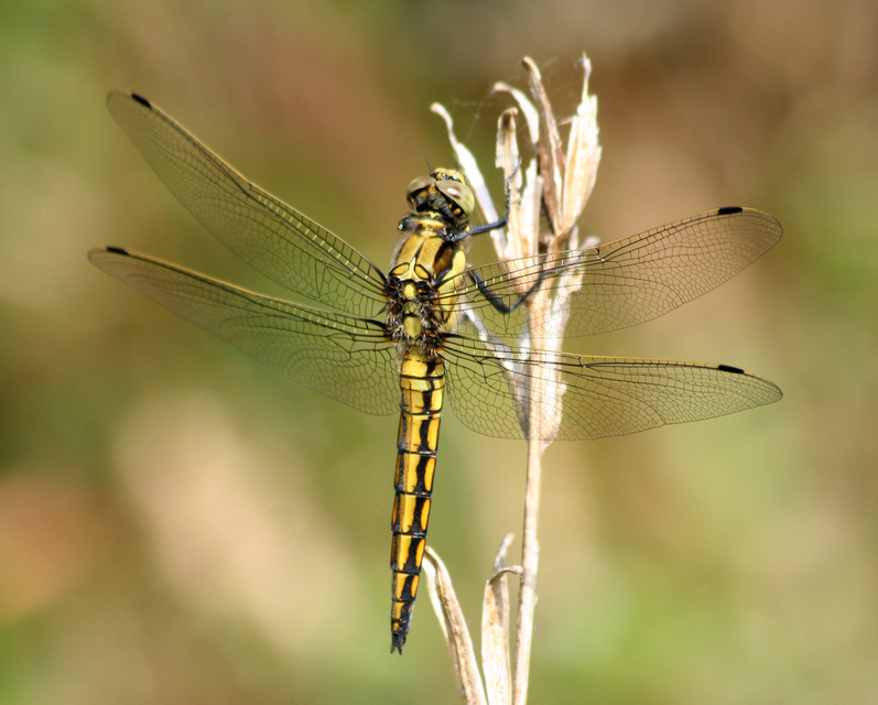 Orthetrum cancellatum - feketefarkú pásztorszitakötő