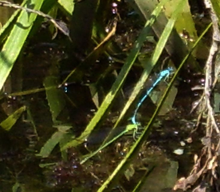 Coenagrion puella - azúrkék légivadász