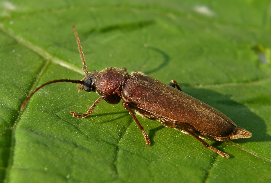 Arhopalus rusticus - gödrösnyakú cincér