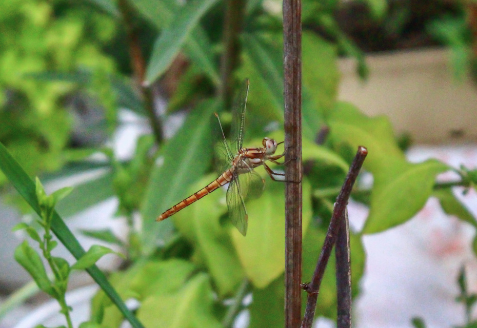 Orthetrum brunneum - pataki pásztorszitakötő