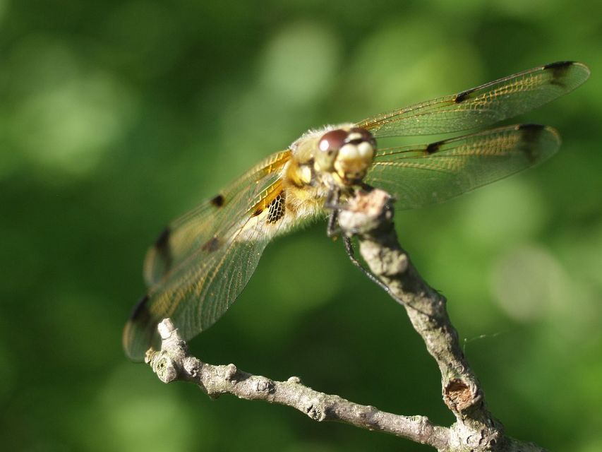 Libellula quadrimaculata - négyfoltos laposacsa