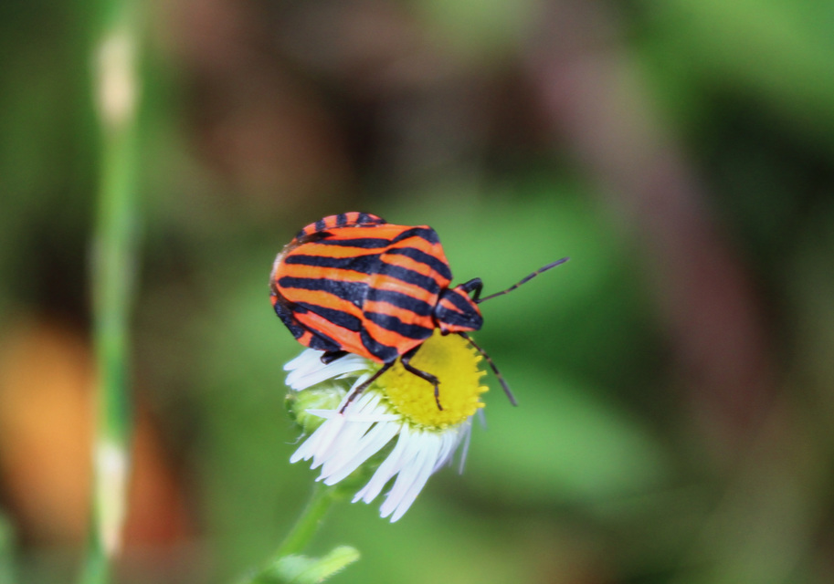 Graphosoma italicum - csíkos pajzsospoloska
