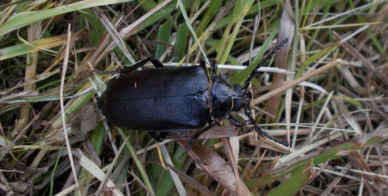 Prionus coriarius - csőszcincér