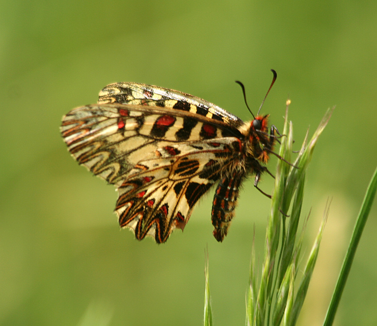 Zerynthia polyxena - farkasalmalepke