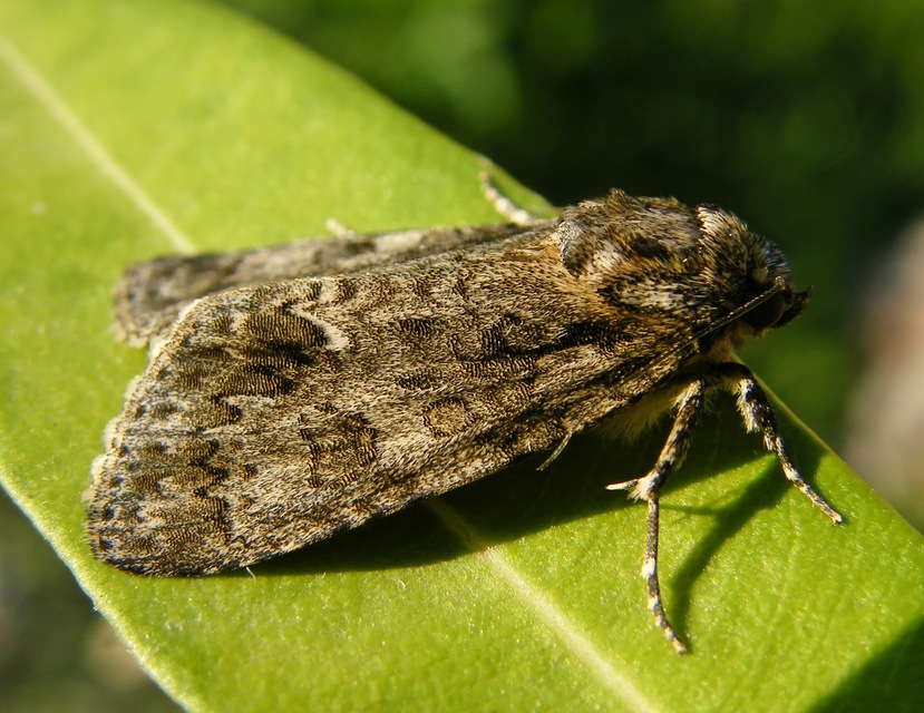 Acronicta rumicis - sóska-szigonyosbagoly Acronicta rumicis - sóska-szigonyosbagoly