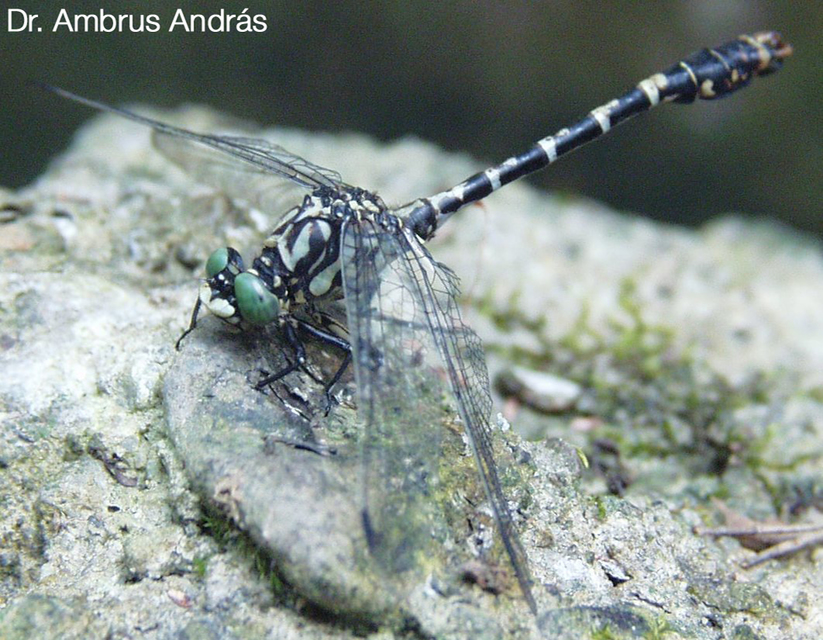 Onychogomphus forcipatus - gyűrűs folyami-szitakötő
