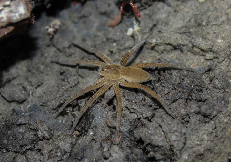 Dolomedes plantarius - parti vidrapók