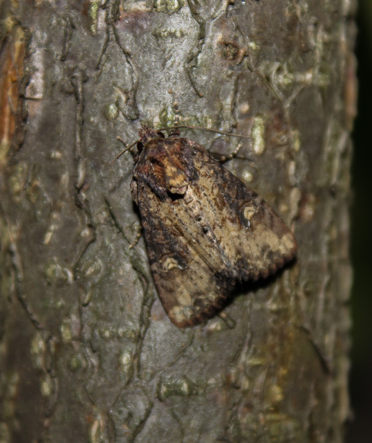 Mesapamea secalella/secalis
