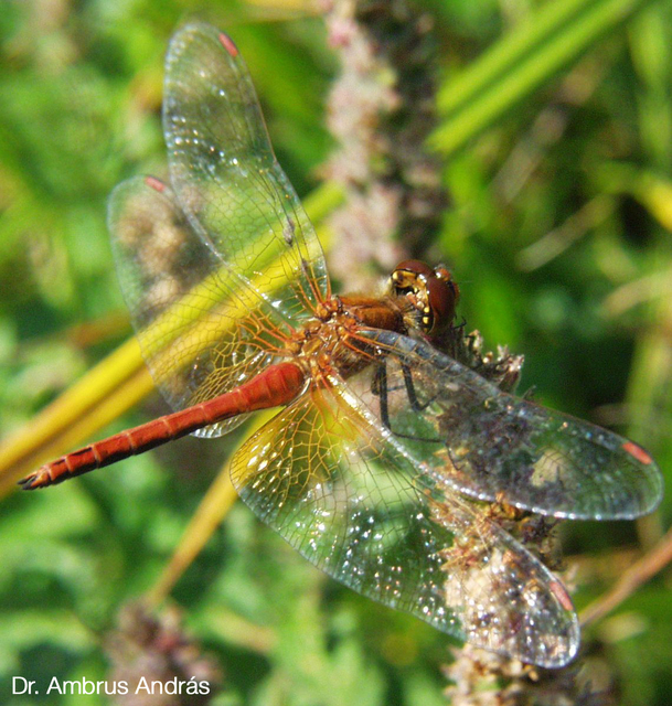 Sympetrum flaveolum - sárgafoltos katona-szitakötő