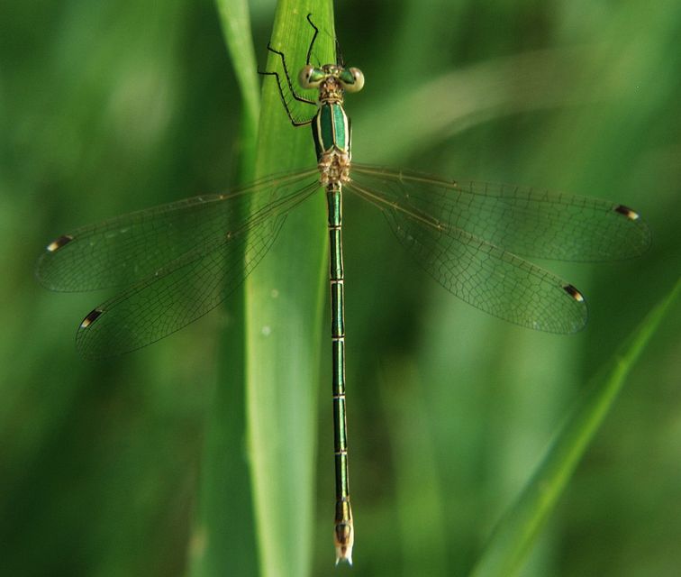 Lestes barbarus - foltosszárnyjegyű rablószitakötő