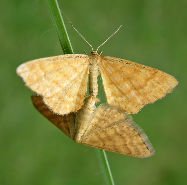 Idaea serpentata - kis sávosaraszoló