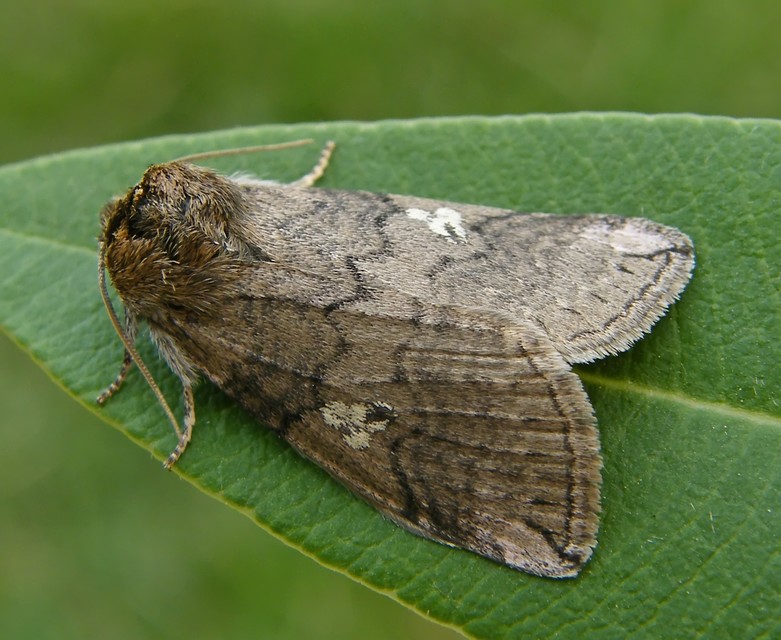 Tethea or - bélyeges pihésszövő