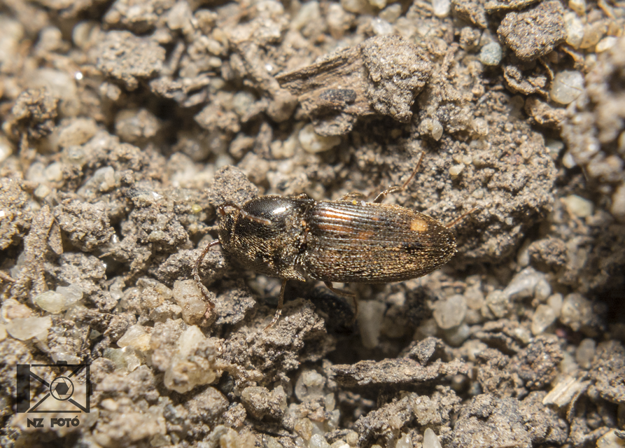 Drasterius bimaculatus - változékony pattanó