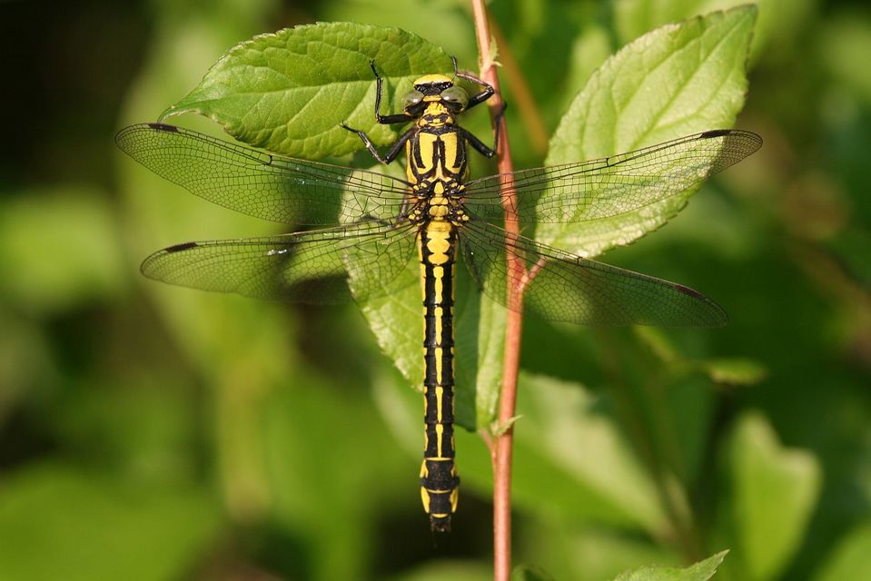 Gomphus vulgatissimus - feketelábú folyami-szitakötő