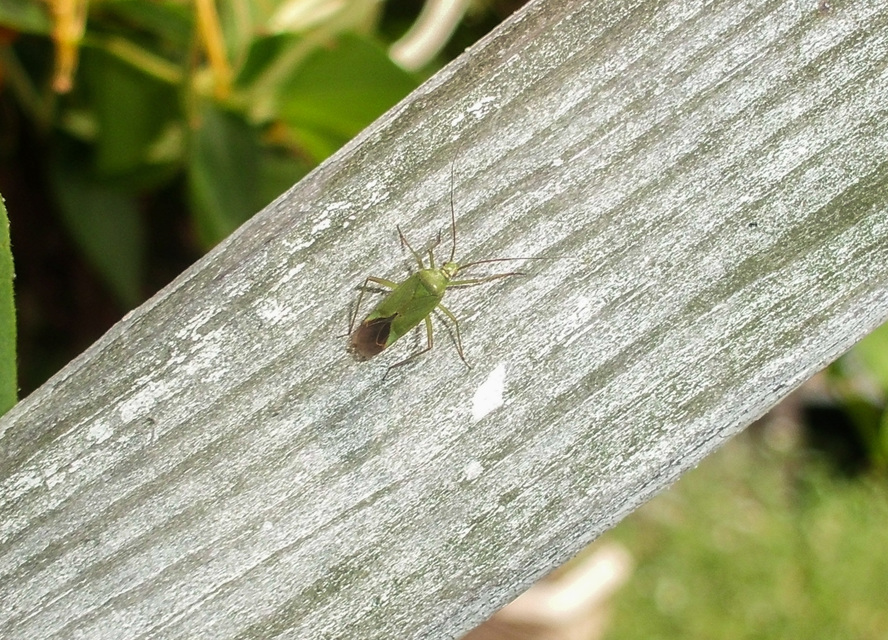 Calocoris affinis