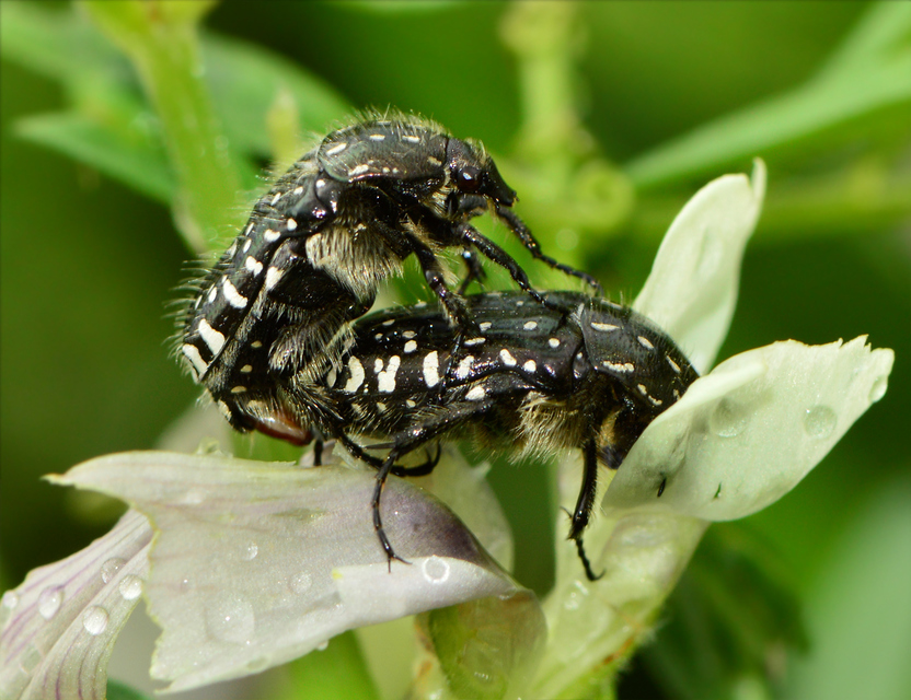 Oxythyrea funesta - sokpettyes virágbogár