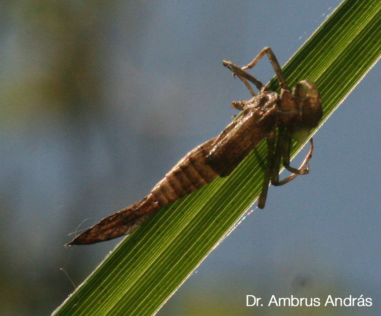 Pyrrhosoma nymphula interposita - vörös légivadász