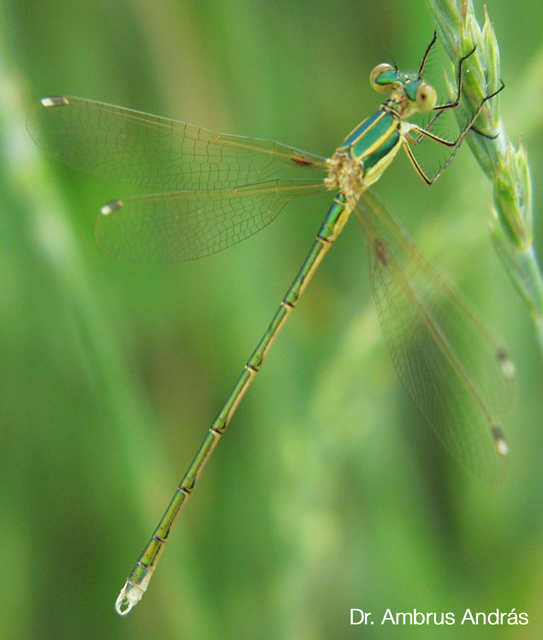 Lestes barbarus - foltosszárnyjegyű rablószitakötő Lestes barbarus - foltosszárnyjegyű rablószitakötő