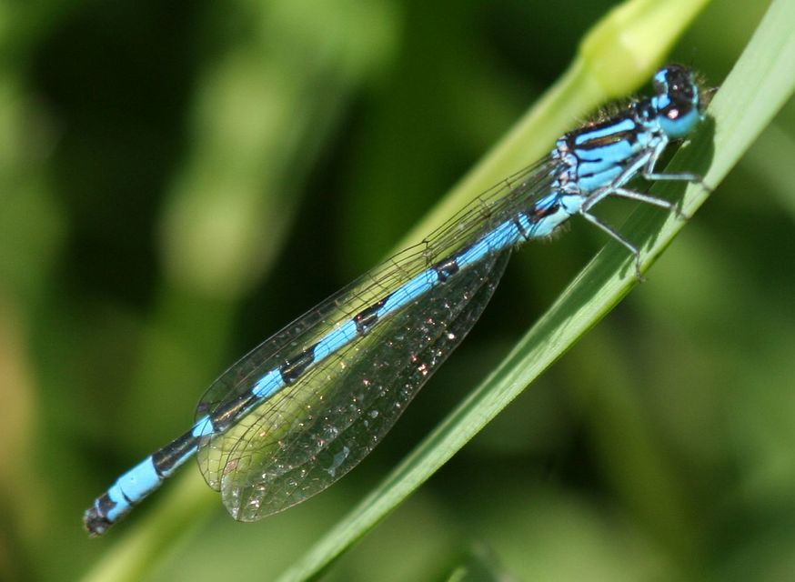 Coenagrion ornatum - díszes légivadász