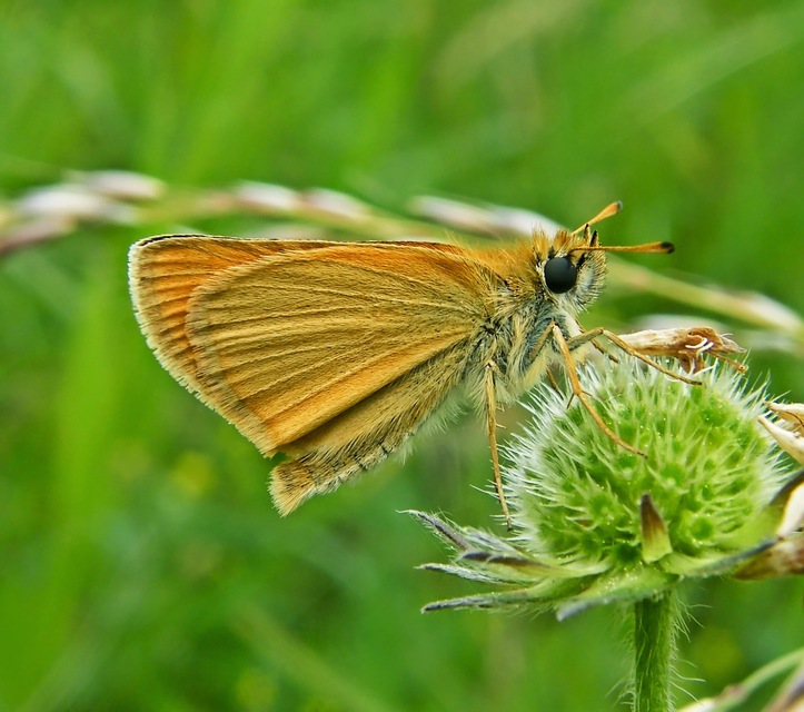 Thymelicus lineola - vonalas busalepke