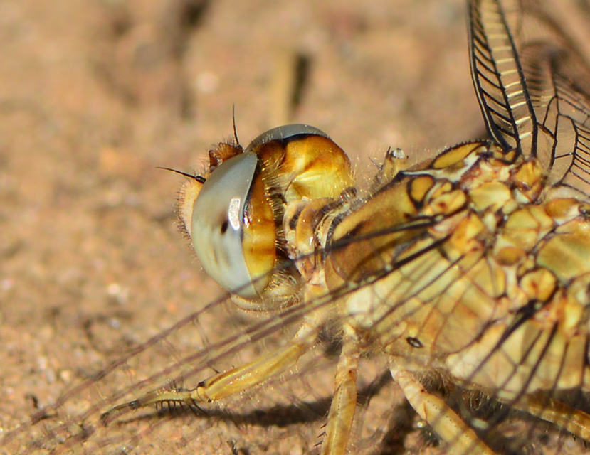 Orthetrum brunneum - pataki pásztorszitakötő