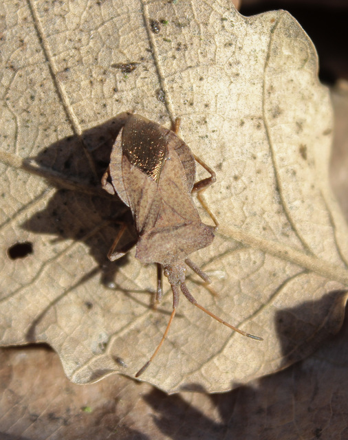 Coreus marginatus - közönséges karimáspoloska