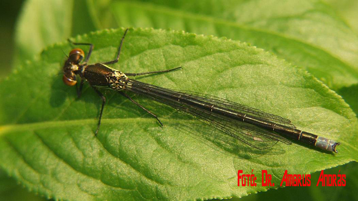 Erythromma najas - nagy pirosszemű-légivadász Erythromma najas - nagy pirosszemű-légivadász