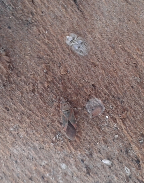 Arocatus longiceps - platánbodobács