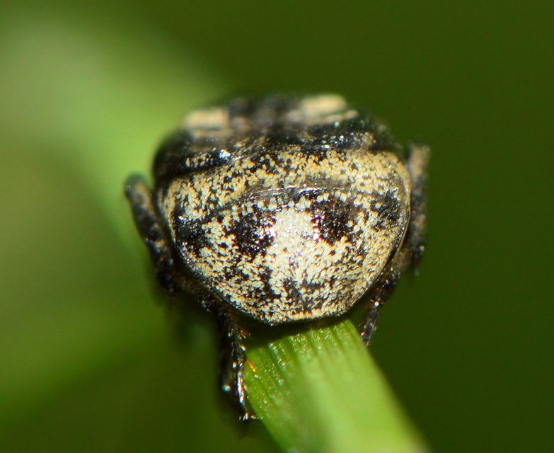 Valgus hemipterus - suta virágbogár