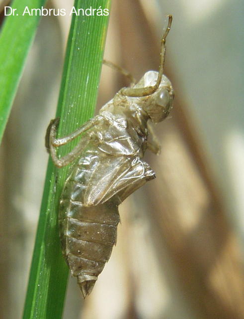 Leucorrhinia pectoralis - lápi álarcos-szitakötő