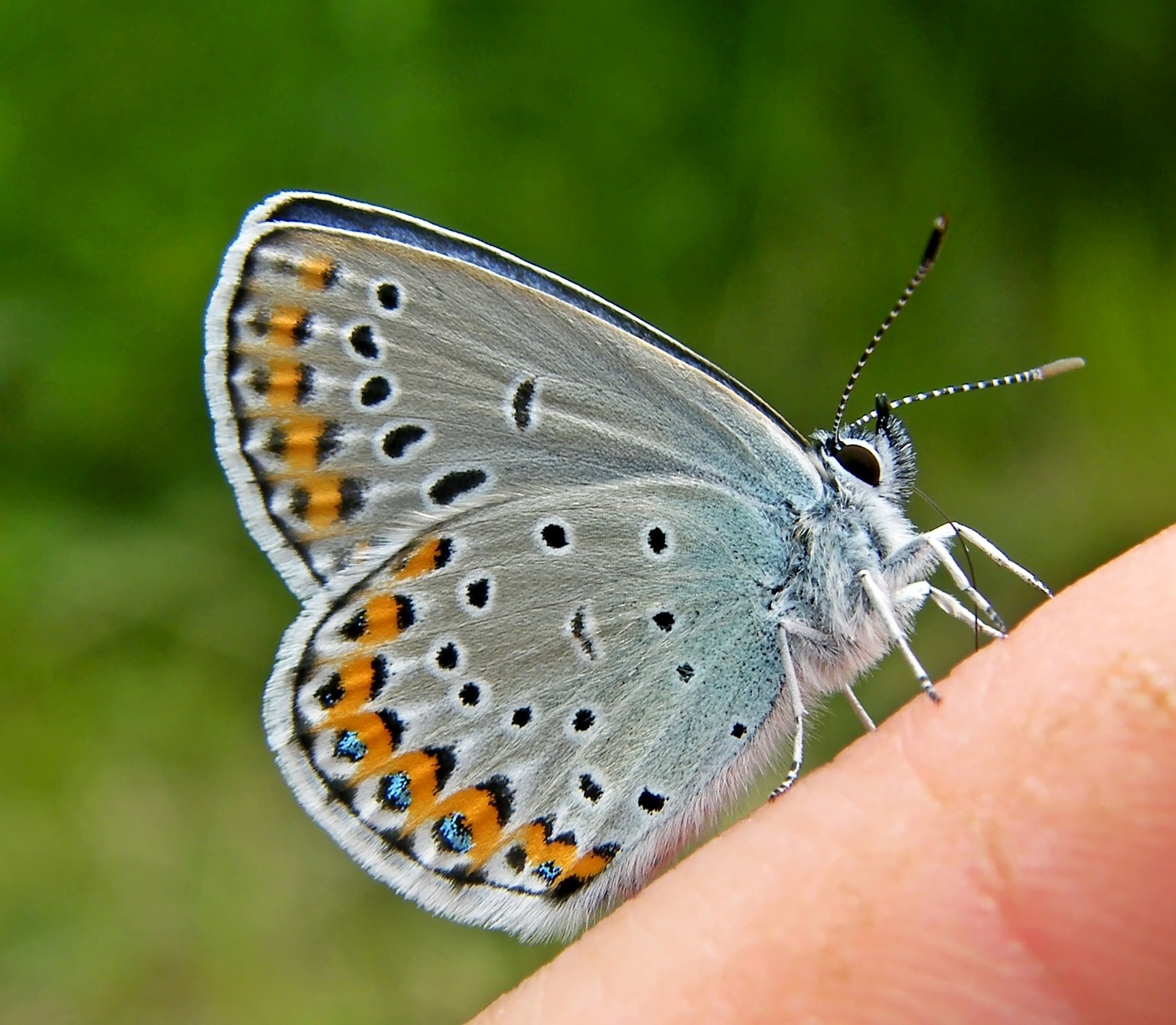 Plebejus argyrognomon - tintakék boglárka