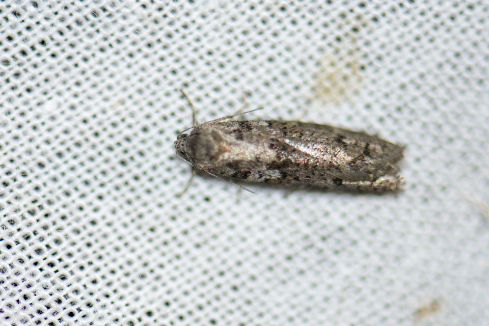 Olethreutinae
