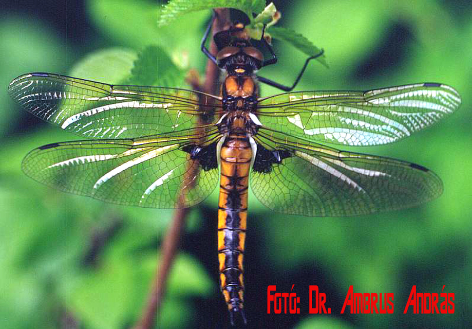 Epitheca bimaculata - kétfoltos sárkányszitakötő