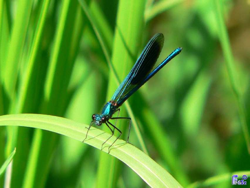Calopteryx splendens - sávos szitakötő