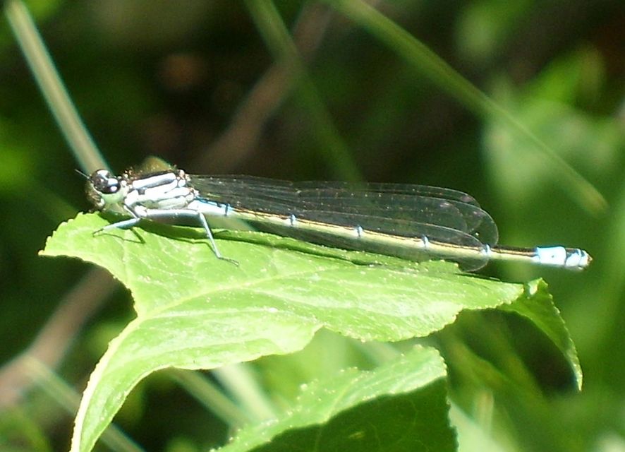 Coenagrion pulchellum - karcsú légivadász