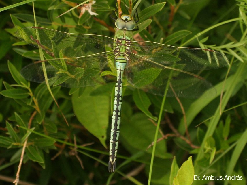 Anax imperator - zöld óriásacsa
