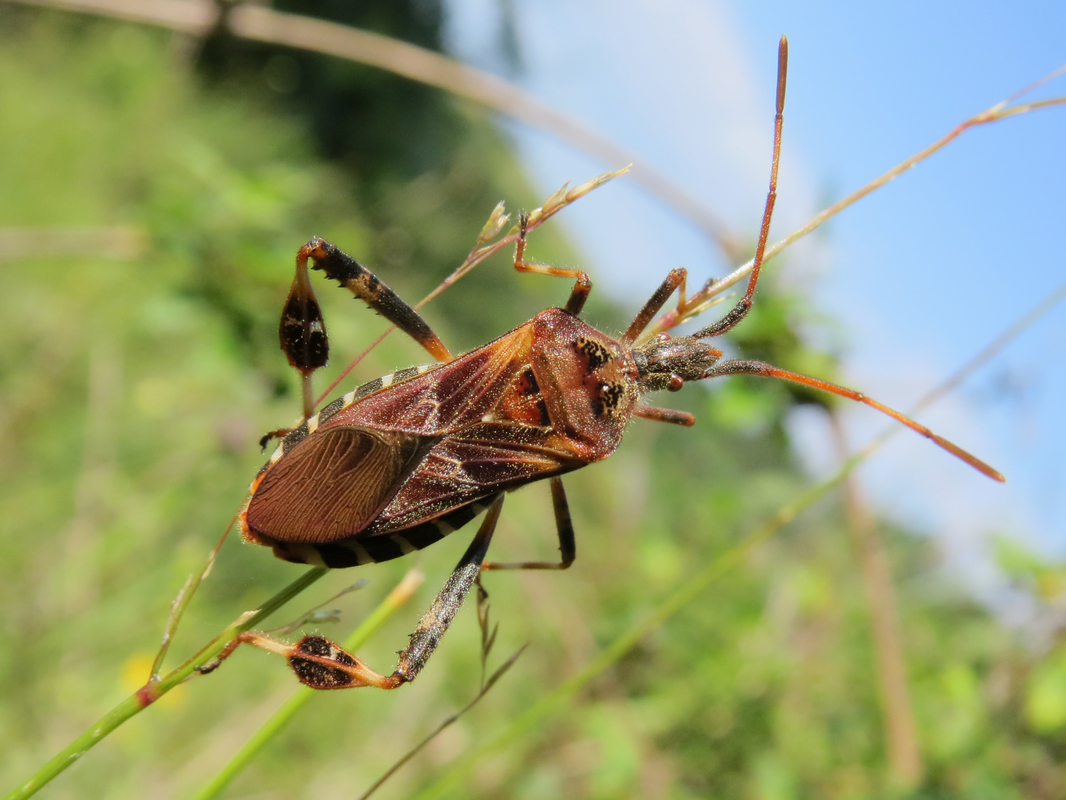 nyugati levéllábú poloska (Leptoglossus occidentalis) imágó